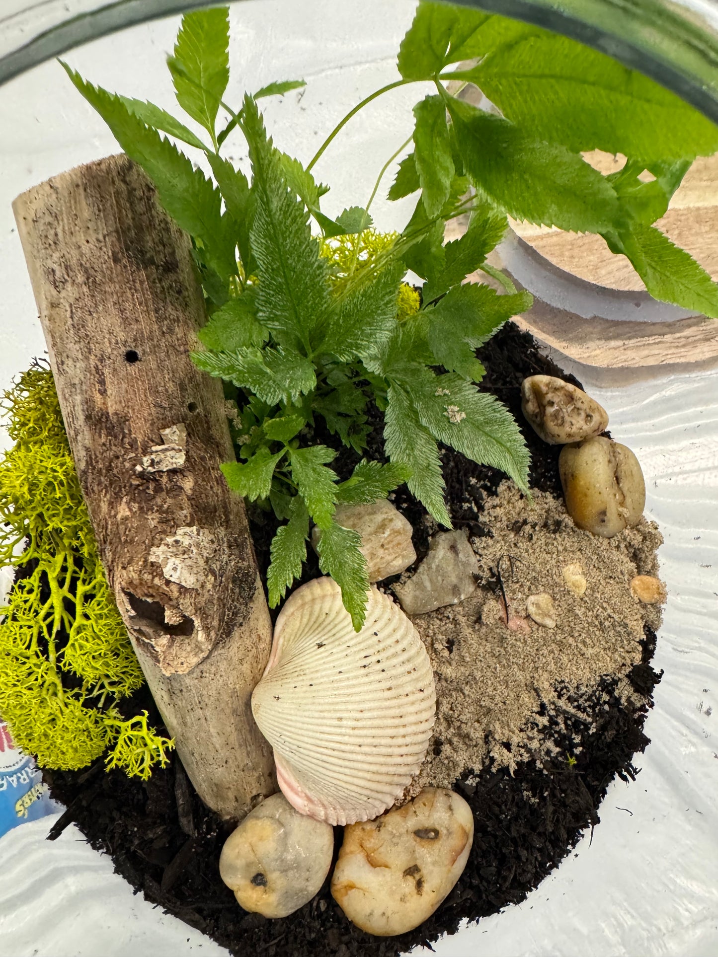 Dubbo Terrarium Workshop - 23rd Nov 2025 *Deposit only*