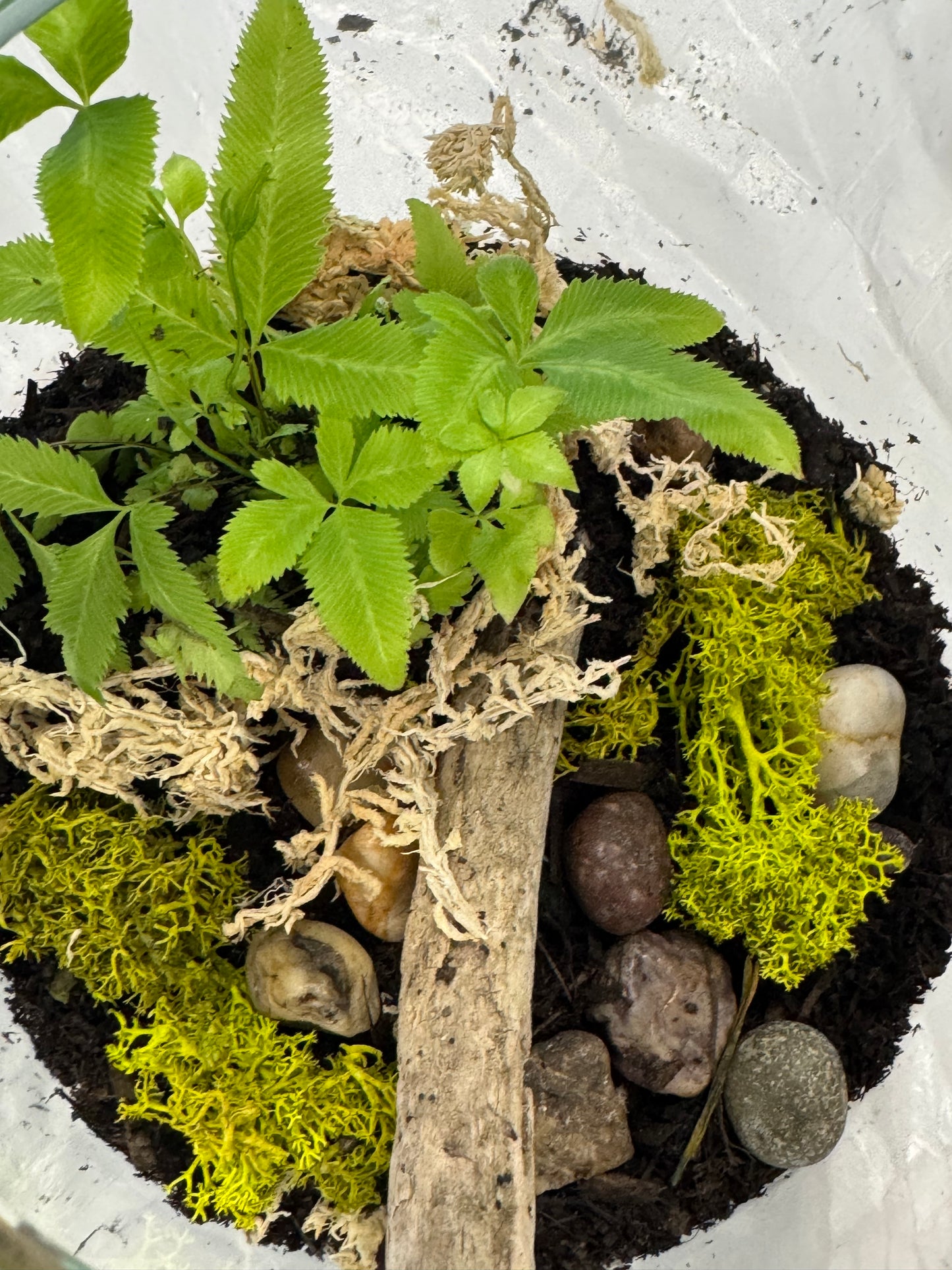 Dubbo Terrarium Workshop - 23rd Nov 2025 *Deposit only*