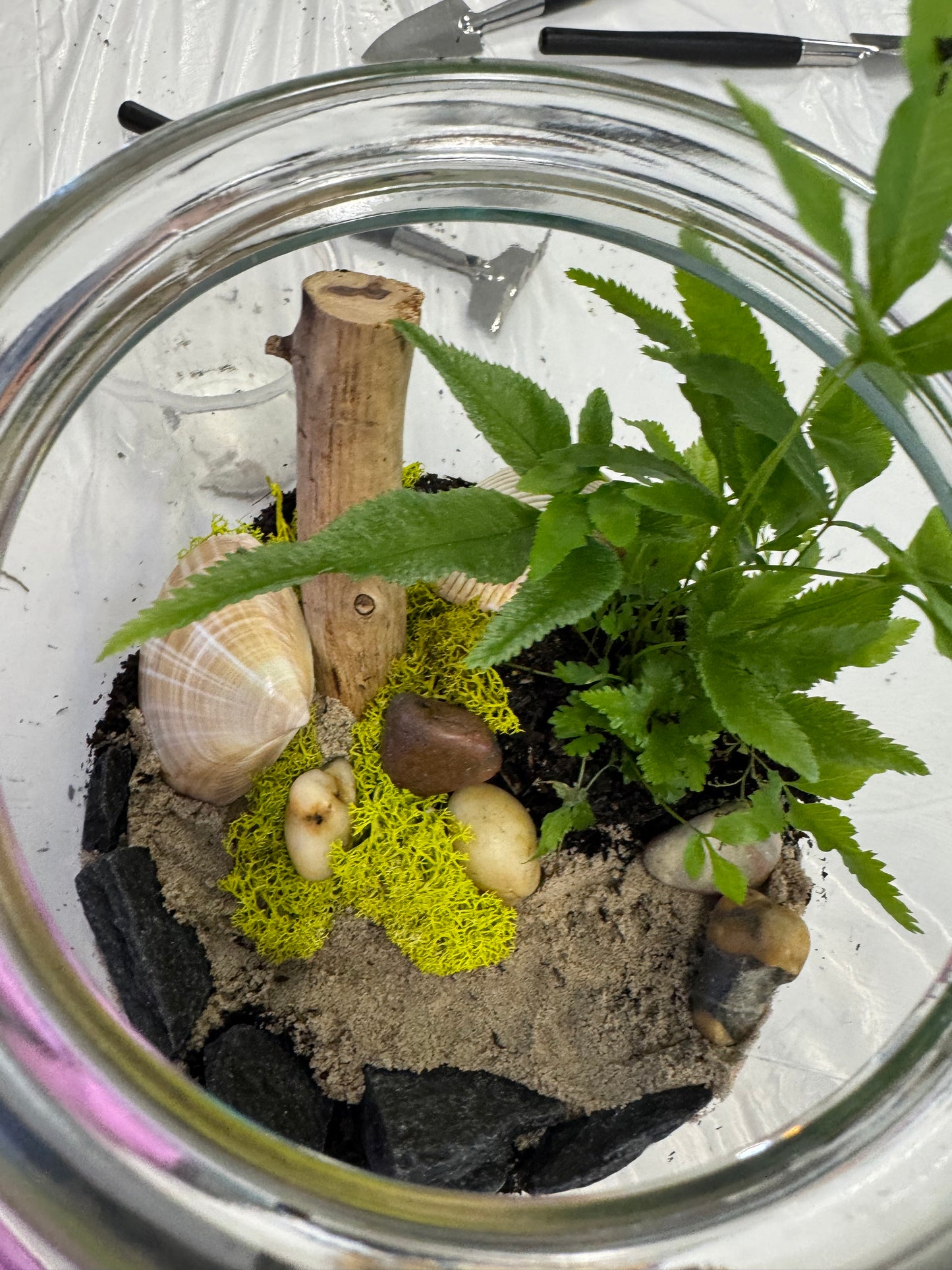 Dubbo Terrarium Workshop - 23rd Nov 2025 *Deposit only*