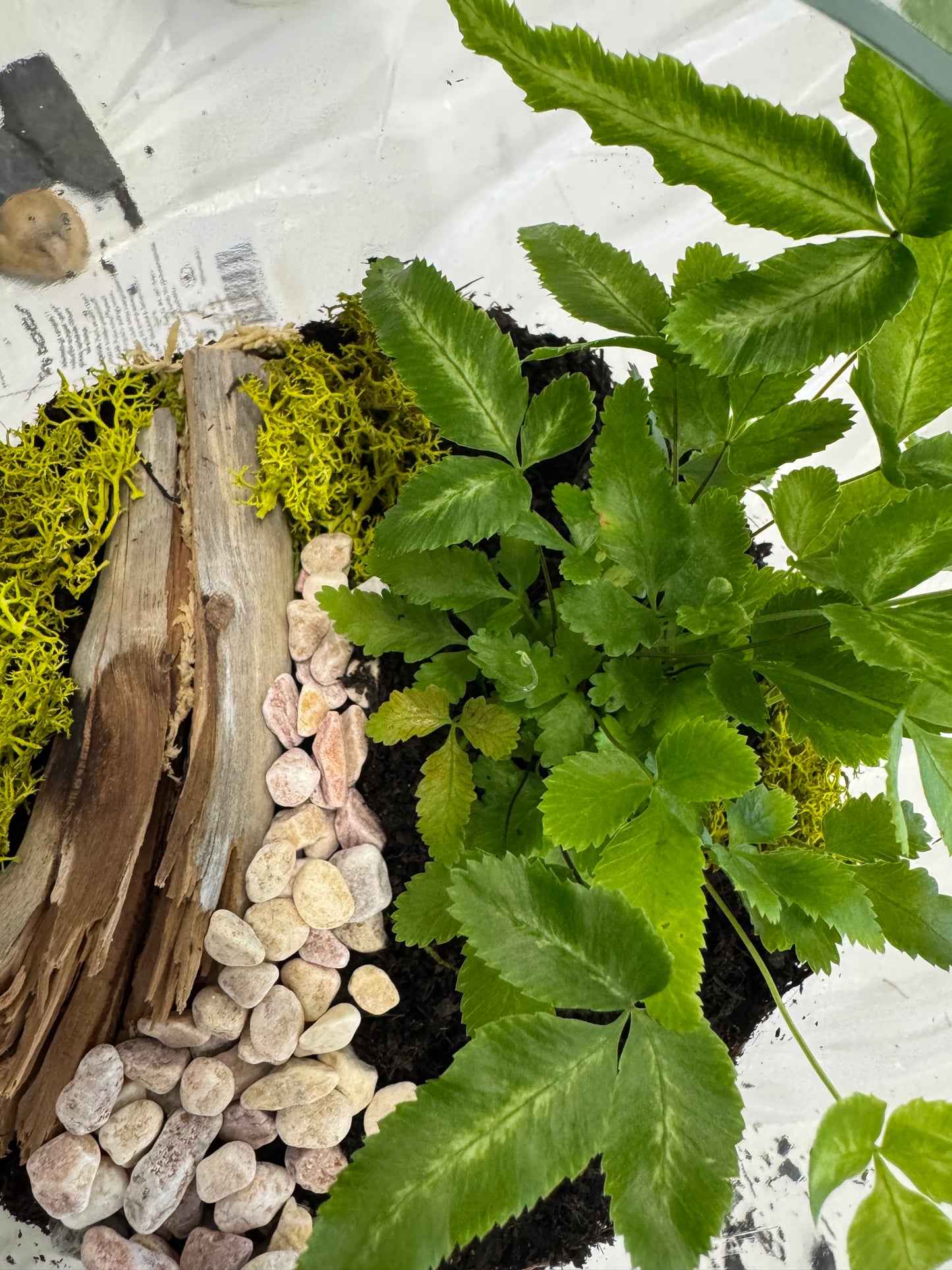 Dubbo Terrarium Workshop - 23rd Nov 2025 *Deposit only*