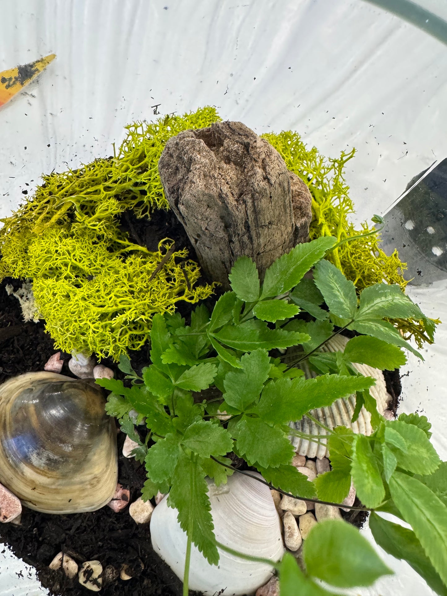 Dubbo Terrarium Workshop - 23rd Nov 2025 *Deposit only*