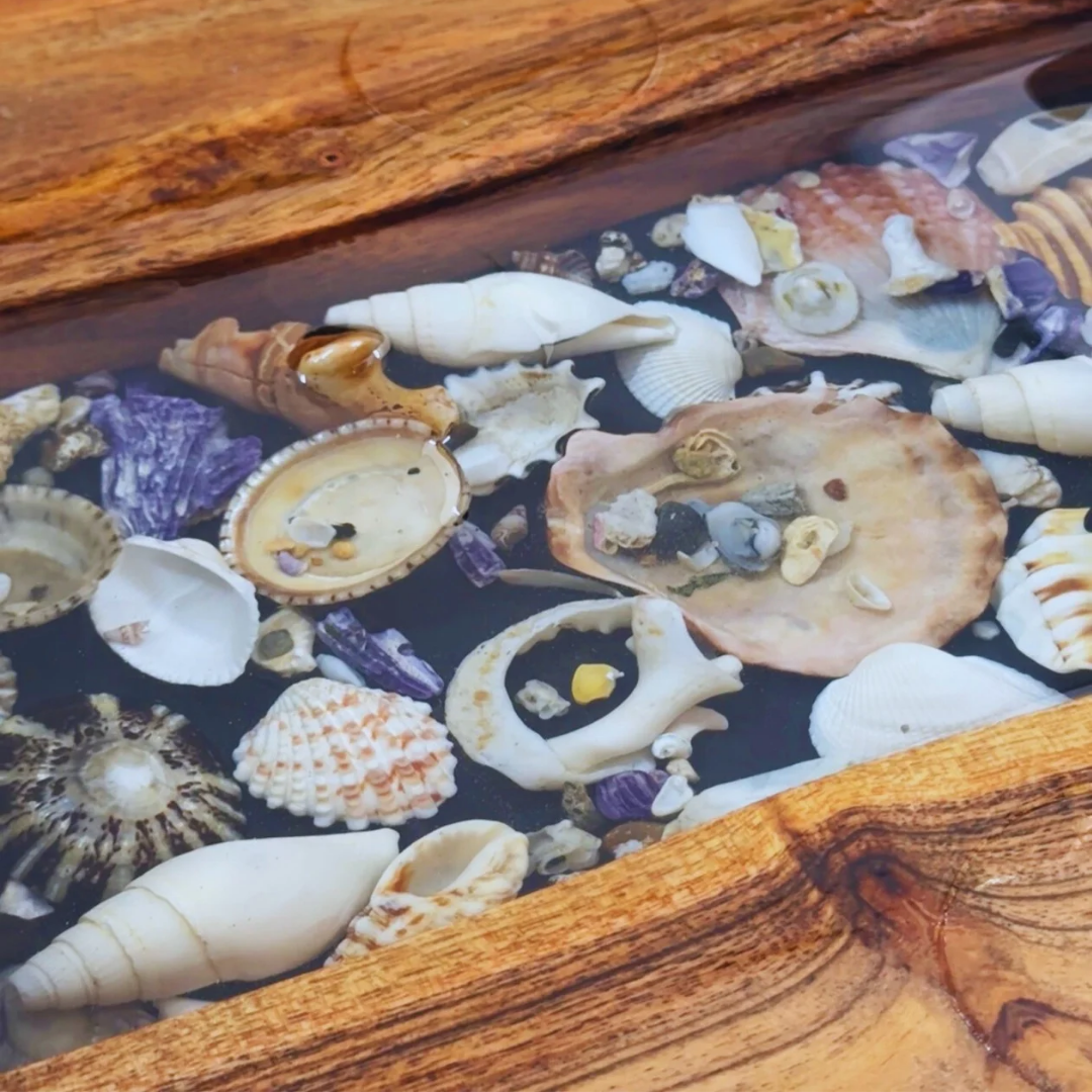Collection of seashells embedded in a resin-like material, surrounded by wooden elements.