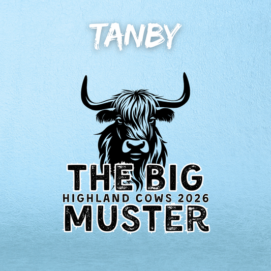 Clay Highland Cows Tanby 23rd April 2026