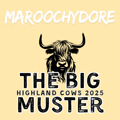 Clay Highland Cows Maroochydore Sat 13/9