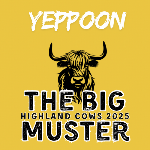Clay Highland Cows Yeppoon Sun 12/10