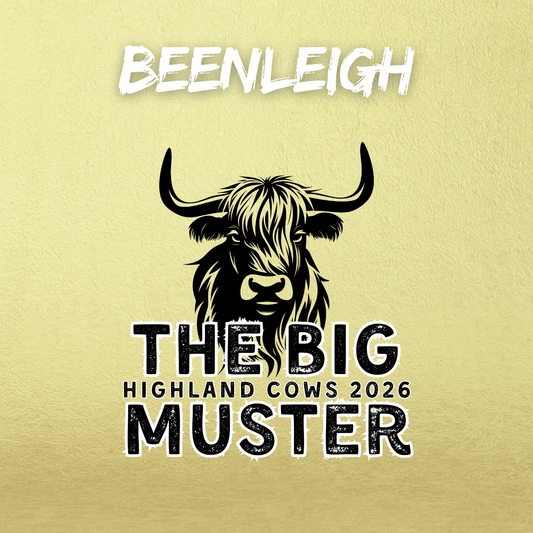 Clay Highland Cows Beenleigh 16th January 2026