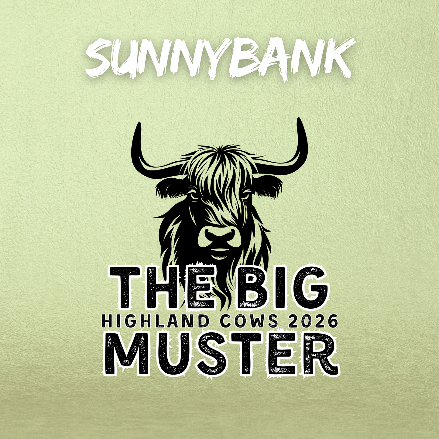 Clay Highland Cows Sunnybank 17th January 2026