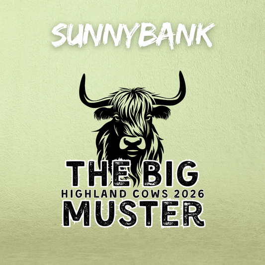 Clay Highland Cows Sunnybank 17th January 2026