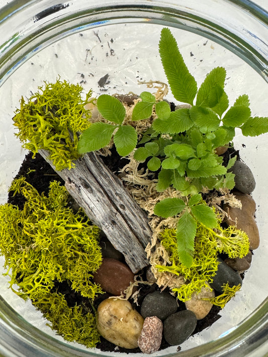 Dubbo Terrarium Workshop - 23rd Nov 2025 *Deposit only*