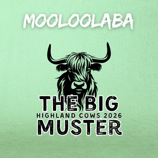 Clay Highland Cows Mooloolaba 23rd January 2026