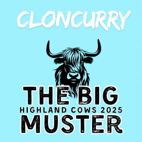 Clay Highland Cows Cloncurry Fri 3/10
