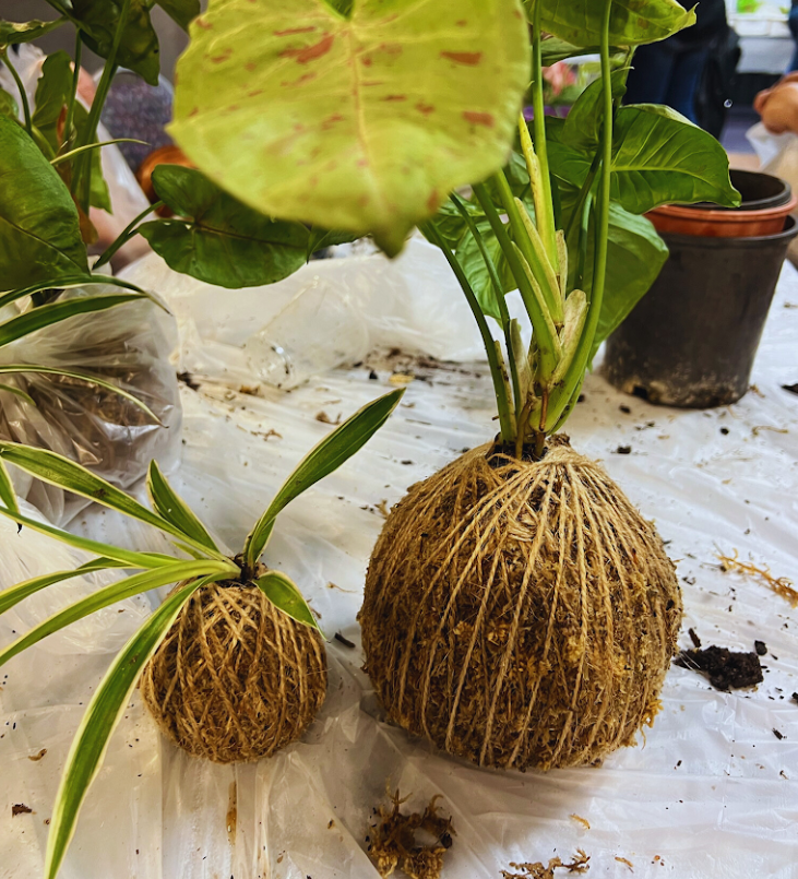 School Holiday - Garden Craft Kokedama wrapped plant Wed 7 Jan