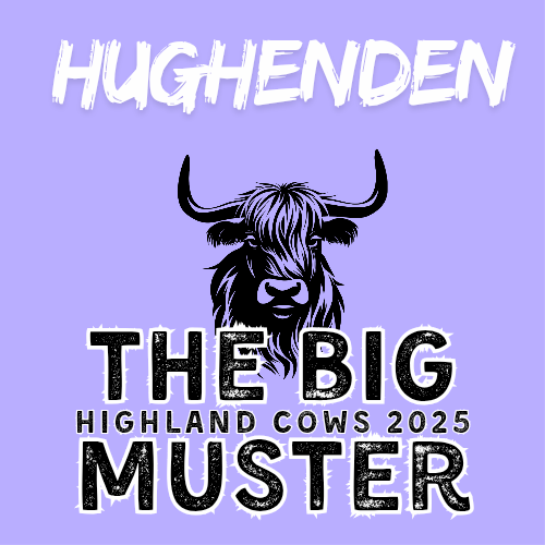 Clay Highland Cows Hughenden Mon 6/10