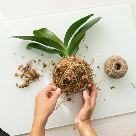 Hervey Bay Kokedama Workshop 19th April 2025