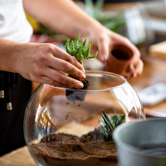 Gympie Terrarium Workshop - 1st June