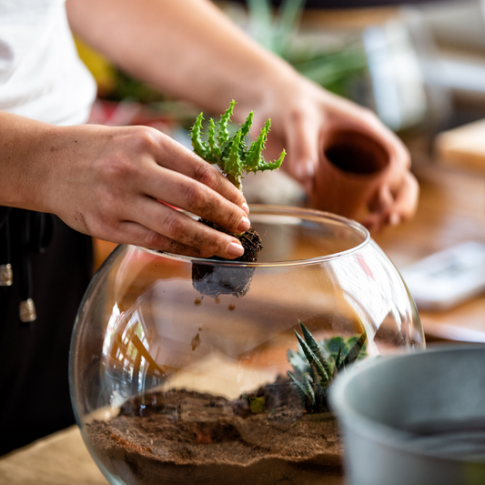 Bundaberg Terrarium Workshop - 19th May 2024